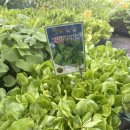 한농종묘농약사 이미지