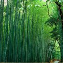 수수께끼 이미지