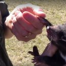 껌딱지펫 이미지