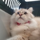 하린메디칼 네이버블로그