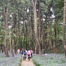 (주)로드워크 | 서천 장항송림산림욕장길 / 전국 최대의 맥문동 단지 / 힐링로드100선(No.37)