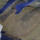신지도수산