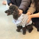 핏어팻 | 유기견 입양 후원, 핏어팻 거리입양제 봉사활동 후기