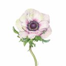 보태니컬 이미지