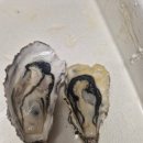 [농라]통영한창수산님 하프셀굴