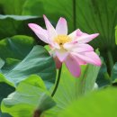 함평 수산정(水山亭)