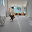 머뭄 애견유치원 이미지