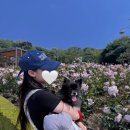 도당중학교 | 부천 장미축제 강아지 동반 평일 방문 후기 + 근처 애견동반카페 추천