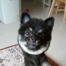 팔팔이네
