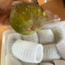 희망농원 | 희망농원 청무화과 후기