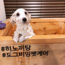 도그비잉 펫케어 이미지