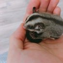 와오뎅 Daum카페