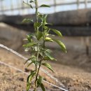 해찬농장 이미지