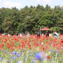 용수골꽃양귀비축제 이미지