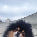 장군이2