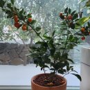 해피온스테이 이미지