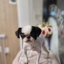 빠몽(PAWMONG) 이미지