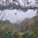 빛-자작나무 이미지