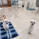 도로롱펫 이미지