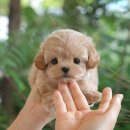 미유펫 강아지애견미용 이미지