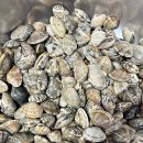 싱싱유통 | 100% 완벽 해감 된 싱싱한 해감 활바지락 구매 후기_명품유통