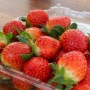 승철농장 이미지