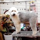 GROOMING107 이미지