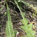 민들레의원 이미지