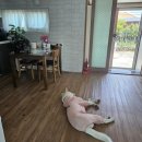 진이네 하우스 | [제주도 한달살기 숙소 제주도 대형견 동반숙소 진이네하우스]