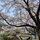 서12-403 | [일본] 도쿄 근교 벚꽃 명소 - 아라쿠야마 센겐 공원 ★벚꽃 만개 실물 후기★올해 만개 시기 정보★