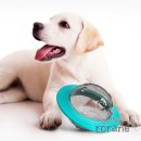 대성애견 이미지