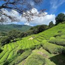 도심다원 이미지