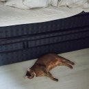 킹 | 브랜드리스 잠실점 이켈로스23 라지킹 후기 (내돈내산/혜택안내)