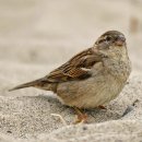 창촌주유소 이미지