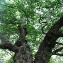 푸조와곰솔 이미지