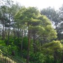 황금소나무 이미지