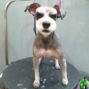 강남애니펫샵