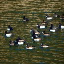 행복한 꿈을 꾸는  이미지