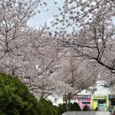 수영SK뷰행운공인중개사사무소 | 부산 숨은 벚꽃 명소 위치 및 후기