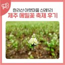 봉평복지회관 | 한라산 아랫마을 신례1리 제주 메밀꽃 축제 현장 탐방 후기