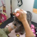 왈왈 살롱 이미지