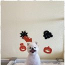 명지애견 이미지