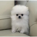 강아지와고양이 이미지