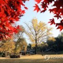조류보호협회 밀양시지회 Daum카페