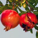 소록소록 이미지