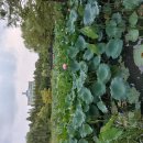 26-8/15-토 병천순대국-아침밥 동작/보라매공원-산책 유부초밥-점심 이미지