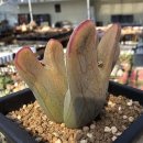 호피농장 이미지