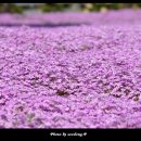 푸른수목원 이미지