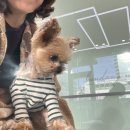 분당중앙동물병원 이미지