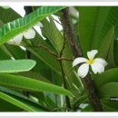 플루메리아 이미지